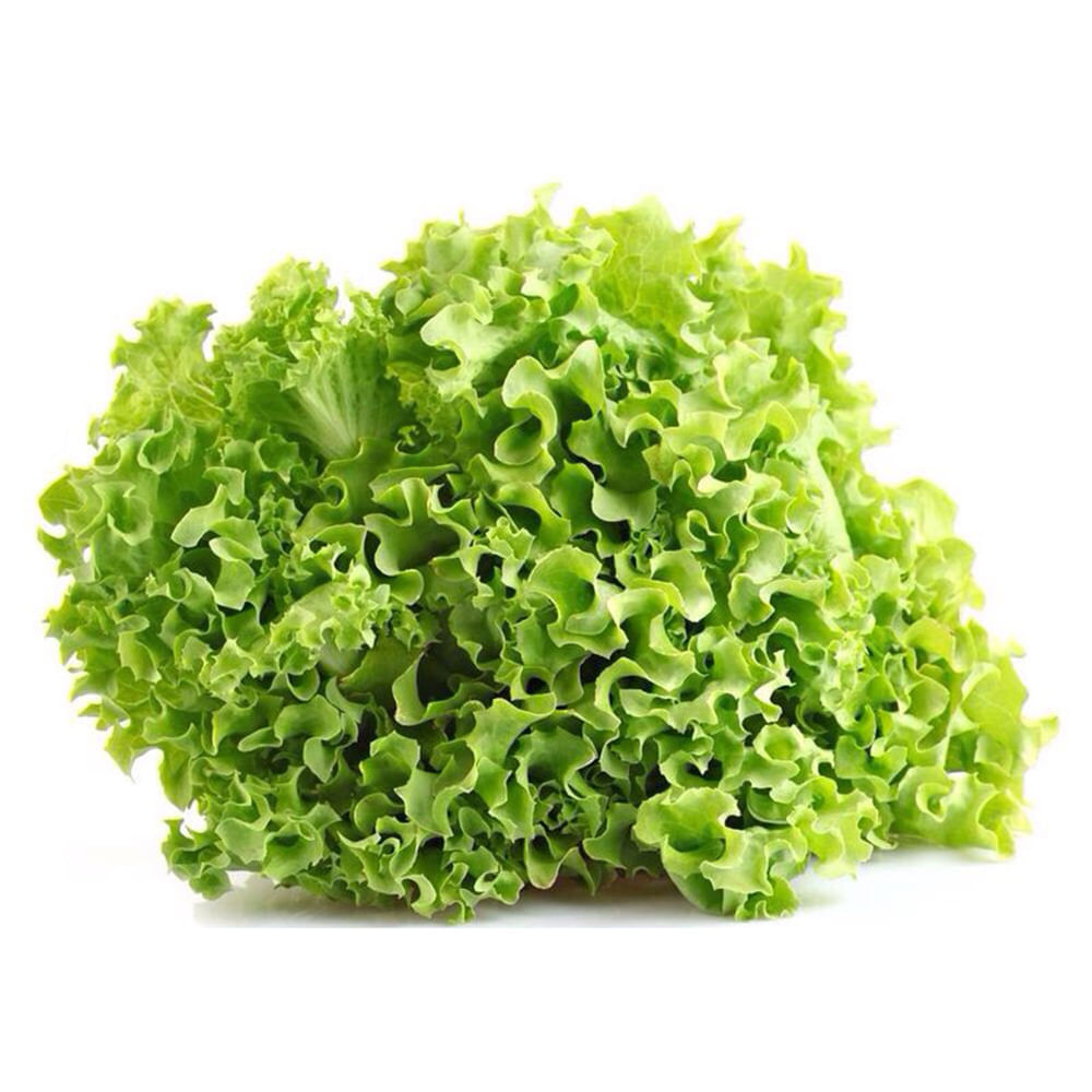Alface Crespa Hidropônica Todo Verde Unidade